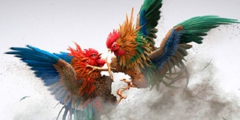 Hướng dẫn chi tiết cược gà đá cho những người mới bắt đầu