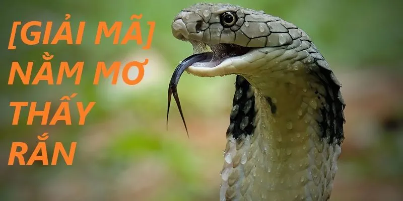 Kinh nghiệm đánh số đề khi nằm mơ thấy rắn